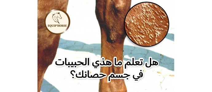 Savez-vous ce que sont ces petits grains sur le poil de votre cheval ?